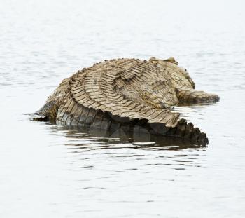 Royalty Free Photo of a Crocodile at Chamo Lake