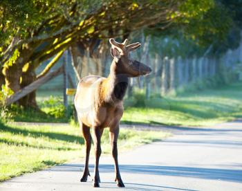 Royalty Free Photo of a Deer on a Road