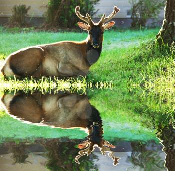 Royalty Free Photo of a Deer and Reflection