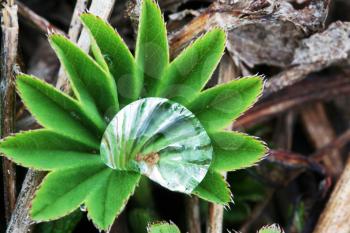 Royalty Free Photo of a Dewdrop on a Plant