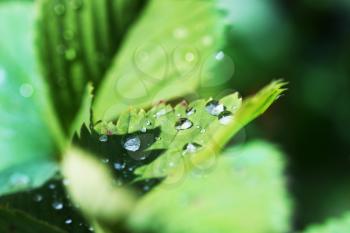 Royalty Free Photo of Dew on a Leaf