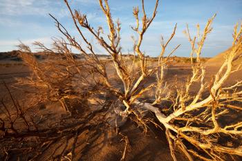 Royalty Free Photo of a Dead Tree in the Desert