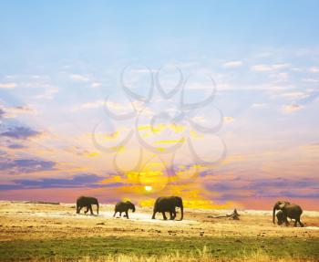 Royalty Free Photo of Elephants