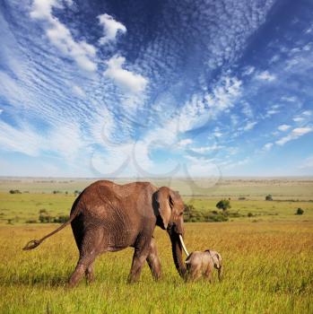 Royalty Free Photo of Two Elephants