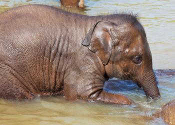 Royalty Free Photo of Baby Elephant