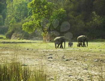 Royalty Free Photo of Elephants in a Forest