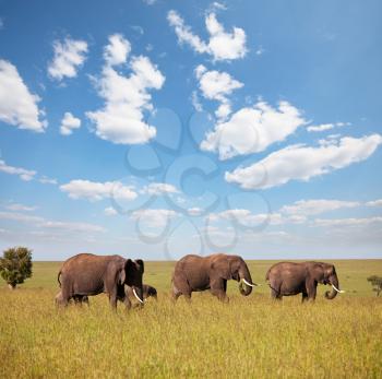 Royalty Free Photo of Elephants