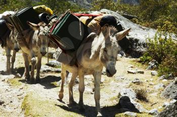 Royalty Free Photo of a Donkey in the Expedition for Alpamayo in Peru