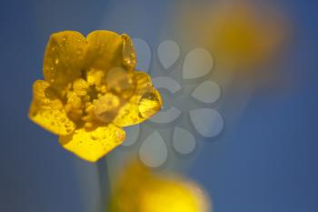 Royalty Free Photo of a Wet Flower