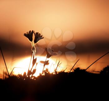 Royalty Free Photo of Flowers at Sunset