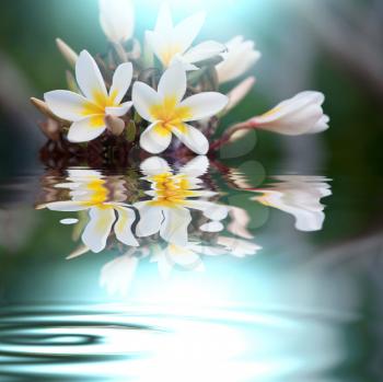 Royalty Free Photo of Flowers Reflecting in Water