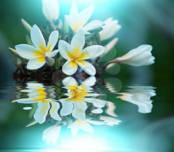 Royalty Free Photo of a Flowers Reflecting in Water