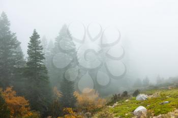 Royalty Free Photo of a Foggy Meadow and Forest