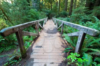 Royalty Free Photo of a Footpath in a Redwood Forest