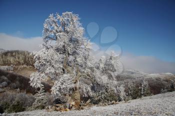 Royalty Free Photo of a Frost Covered Tree