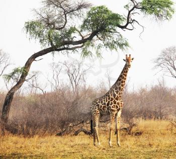 Royalty Free Photo of a Giraffe