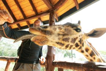 Royalty Free Photo of a Tourist Feeding a Giraffe