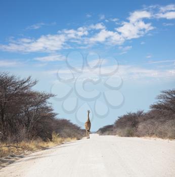 Royalty Free Photo of a Giraffe on a Road