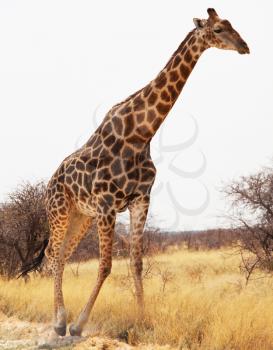 Royalty Free Photo of a Giraffe in the Savannah