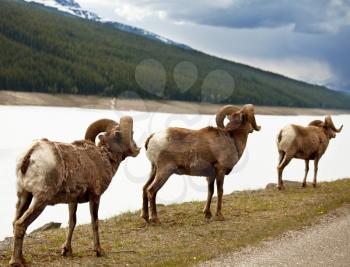 Royalty Free Photo of Rams