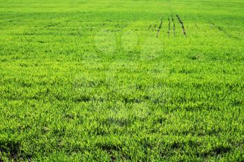 Royalty Free Photo of a Lawn