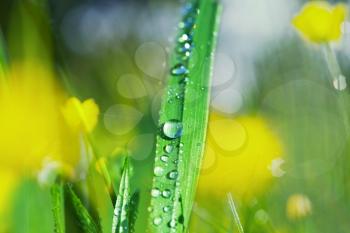 Royalty Free Photo of Grass Covered in Dew