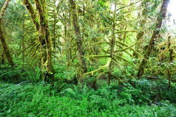 Royalty Free Photo of a Redwood Forest
