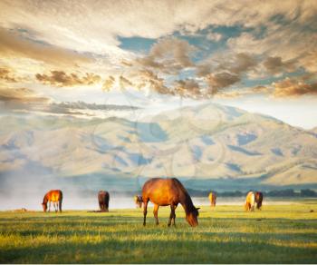 Royalty Free Photo of Horses in the Mountains