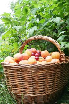 Royalty Free Photo of a  Fruits in a Basket