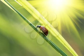 Royalty Free Photo of a Ladybug on Grass