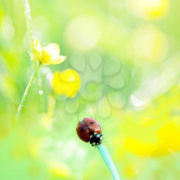 Royalty Free Photo of a Ladybug
