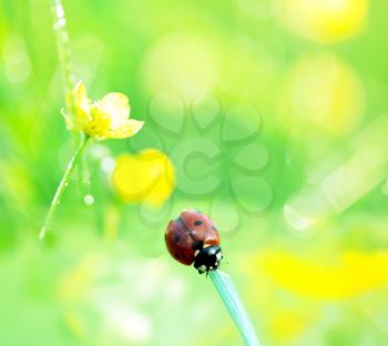 Royalty Free Photo of a Ladybug on Grass