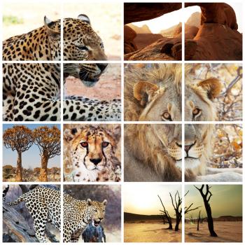 Royalty Free Photo of a Wild Cat Collage
