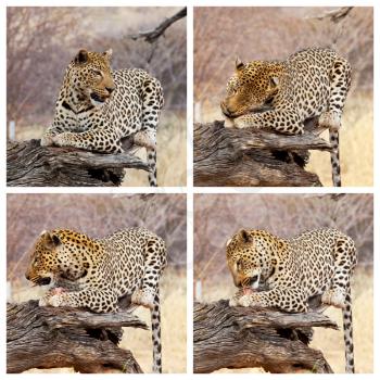 Royalty Free Photo of a Leopard Collage