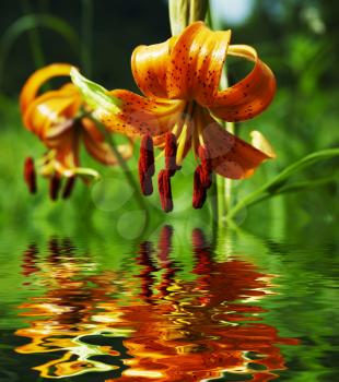 Royalty Free Photo of a Tiger Lily