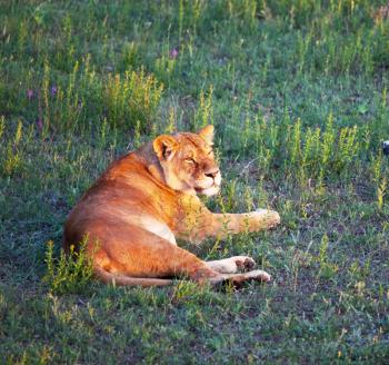 Royalty Free Photo of a Lioness