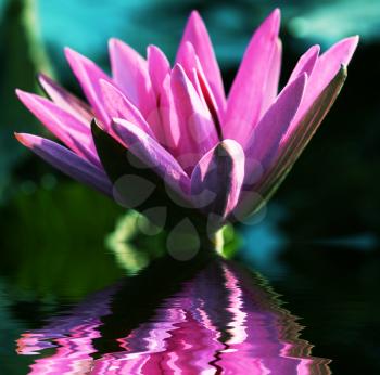Royalty Free Photo of a Lotus
