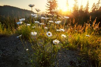 Royalty Free Photo of a Morning Meadow