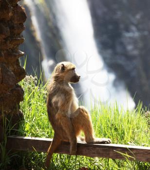 Royalty Free Photo of a Monkey