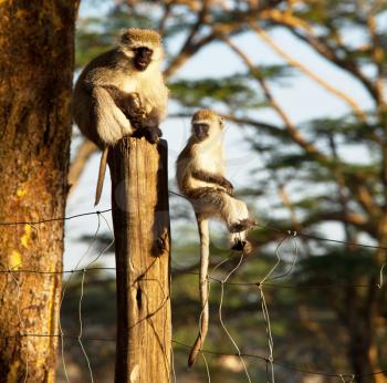 Royalty Free Photo of Monkeys in Ethiopia