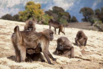 Royalty Free Photo of Monkeys