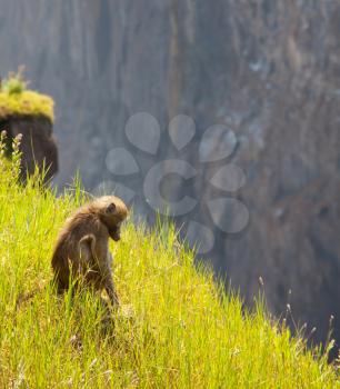 Royalty Free Photo of a Monkey in Grass