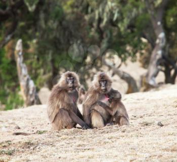 Royalty Free Photo of Gelada Monkeys 