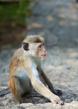 Royalty Free Photo of a Monkey in Anuradhapura, Sri Lanka