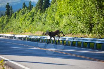 Royalty Free Photo of a Moose