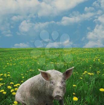 Royalty Free Photo of a Pig in a Field