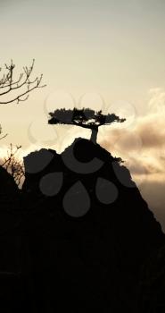 Royalty Free Photo of a Tree Silhouette in the Crimea Mountains