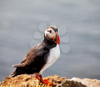 Royalty Free Photo of a Puffin
