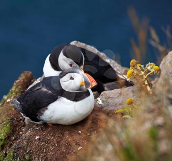 Royalty Free Photo of Puffin