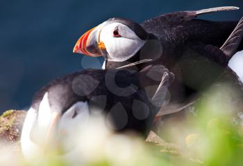 Royalty Free Photo of Puffin